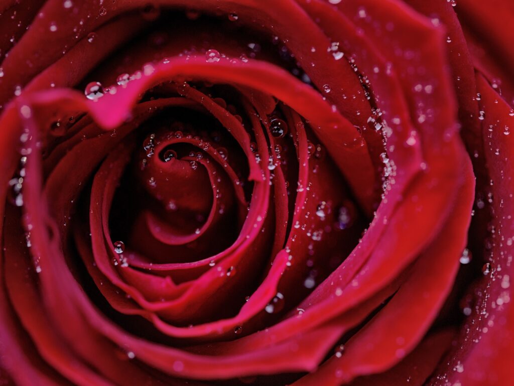 A beautiful rose flower with a sprinkle of water
